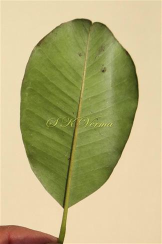  Leaf